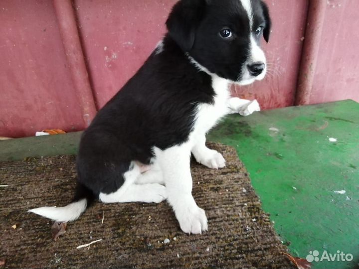 Щенки бесплатно