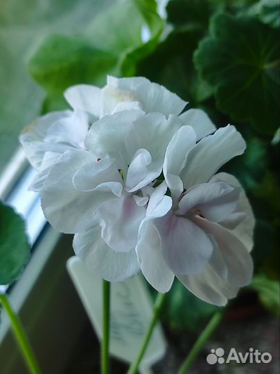 Пеларгония герань Lady Mavis Pilkington