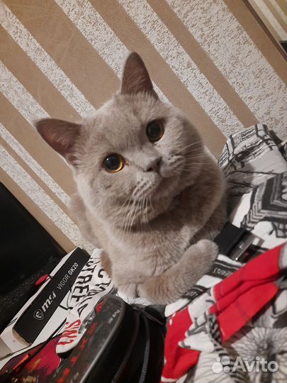 Британский кот