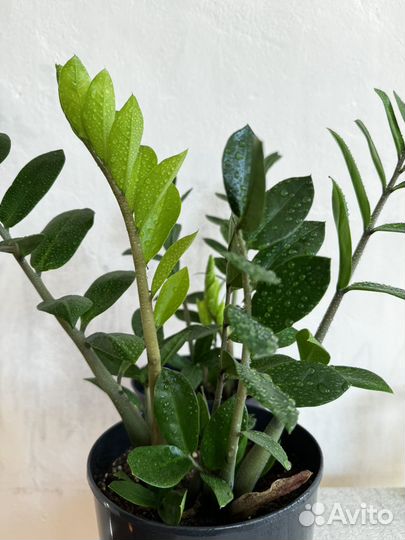 Замиокулькас