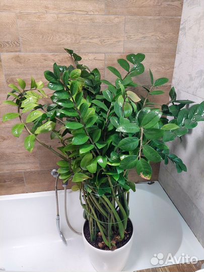 Зимиокулькас 160см