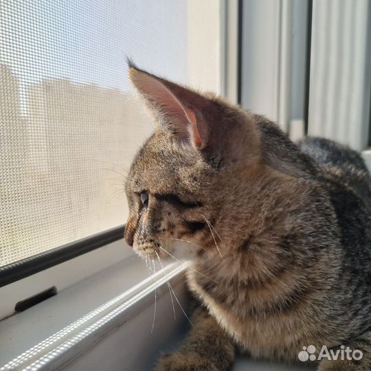 Котёнок мальчик