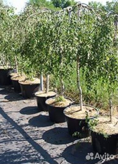 Береза плакучая