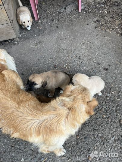 Щенки дворняжки