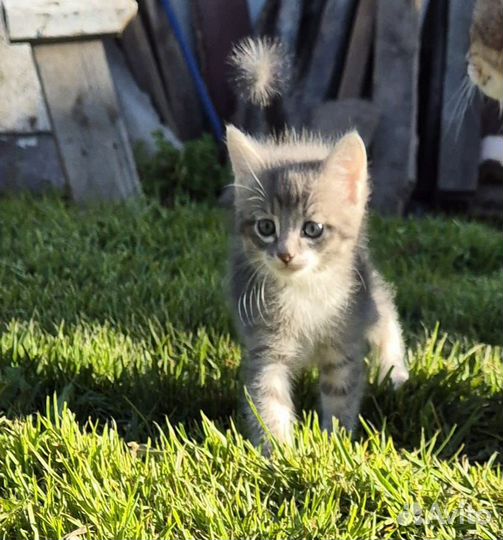 Отдам котят в добрые руки