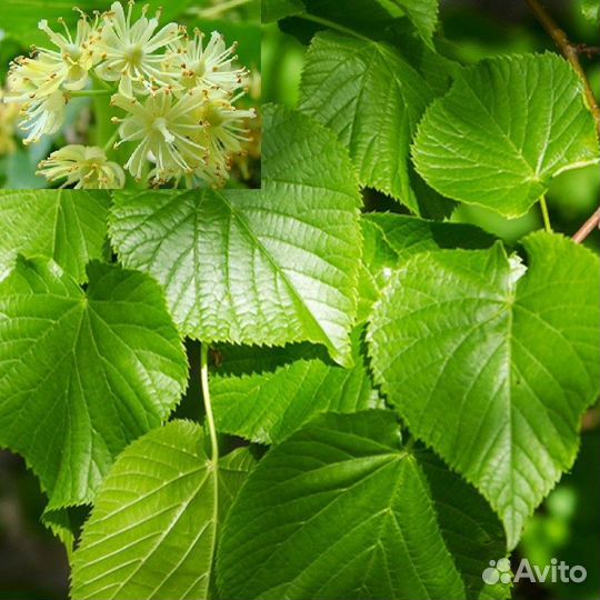 Липа мелколистная