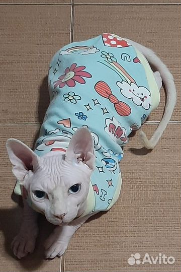 Кот сфинкс вязка