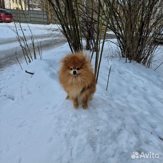 Померанский шпиц