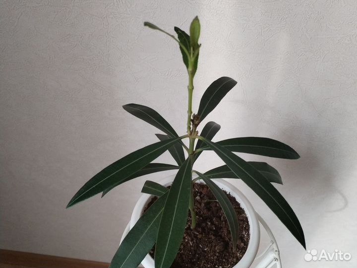 Олеандр розовый