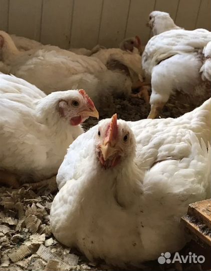 Куры бройлеры