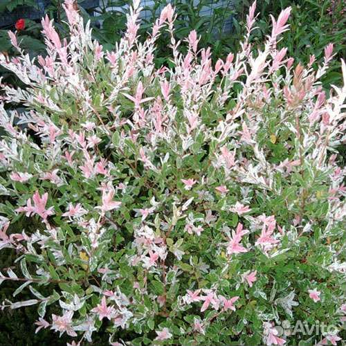 Ива фламинго