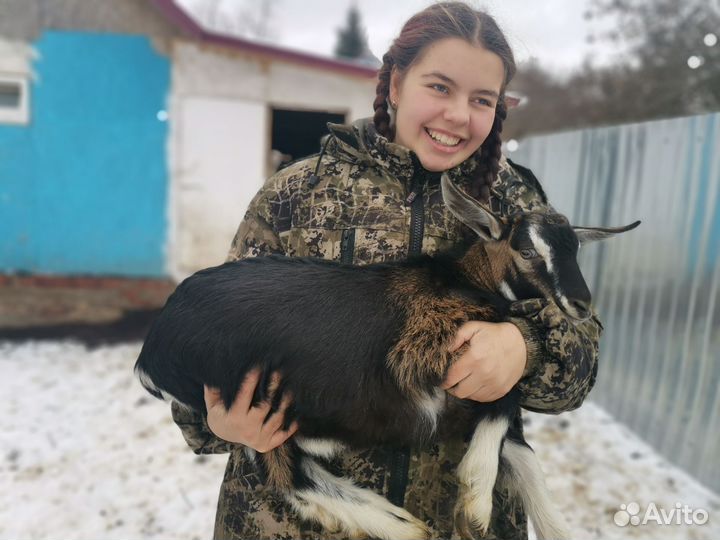 Козёл Тёма