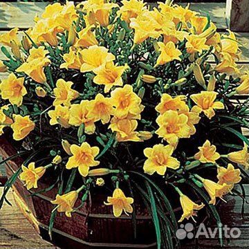 Лилейник stella ле оро