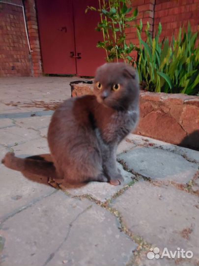 Британская вислоухая кошка