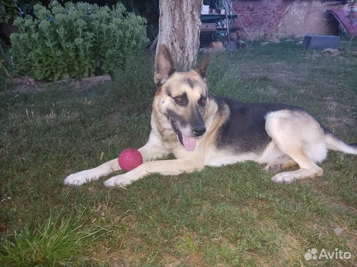 Щенки восточноевропейской овчарки