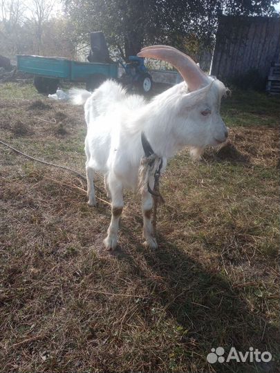 Коза и козёл 5р за обоих