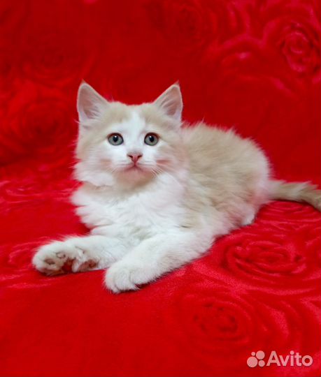 Котёнок ищет дом