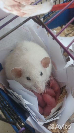 Крыса дамбо