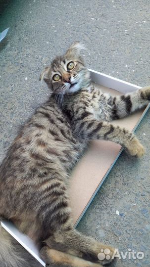 Кошка в дар бесплатно