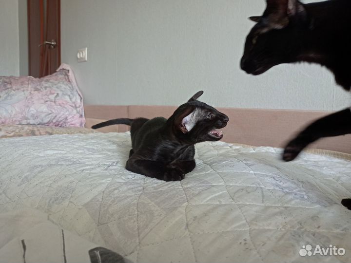 Кот ориентал