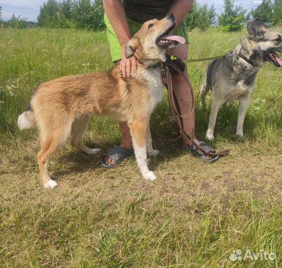 Малыш Боцман станет верным другом