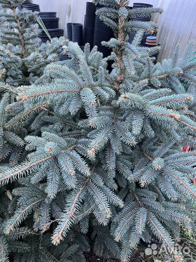 Голубые ели