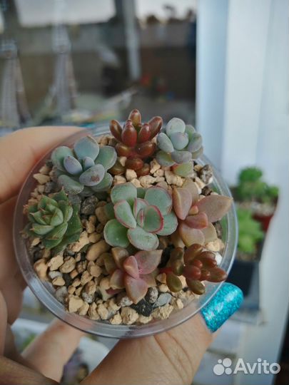 Суккуленты разноцветные