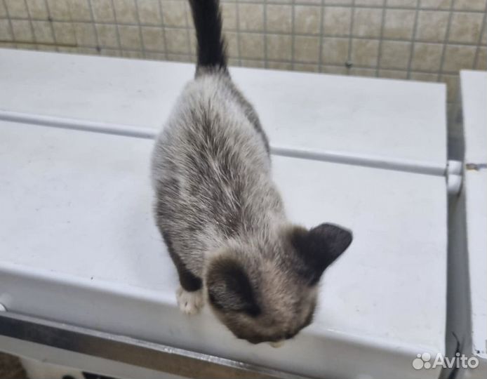 Иржик - голубоглазый котенок-метис сиамской кошки