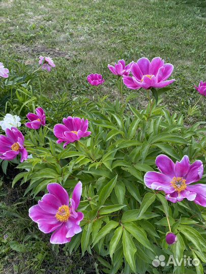 Пионы 2часть многолетники