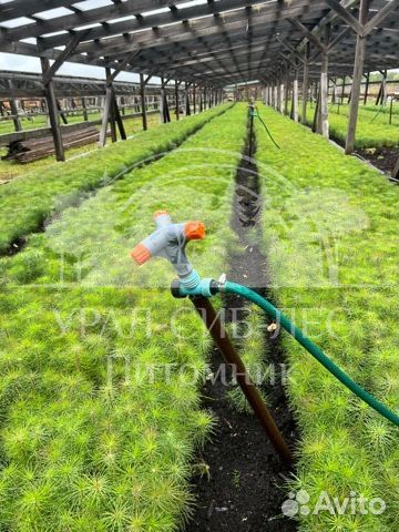 Лиственница Сибирская зкс сеянцы для лесовосстанов