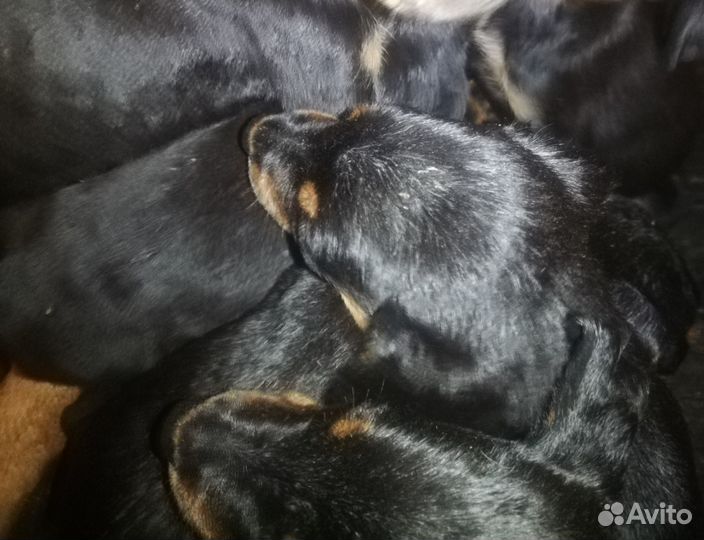 Щенки доберман собаки
