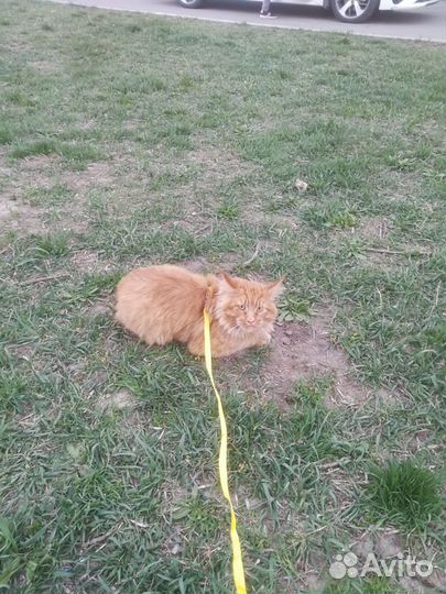 Отдам кота в добрые руки