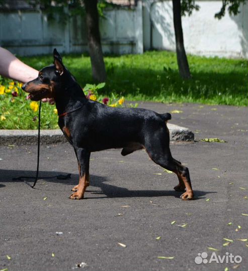 Цвергпинчер вязка