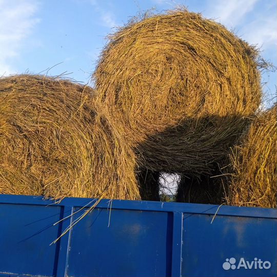 Сено в рулонах