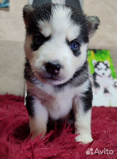 Сибирский хаски