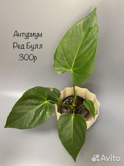 Антуриум ред булл