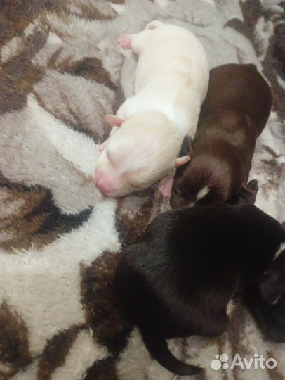 Щенки чихуахуа мини гладко шерстяные