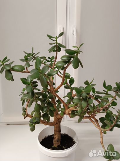 Толстянка (денежное дерево )