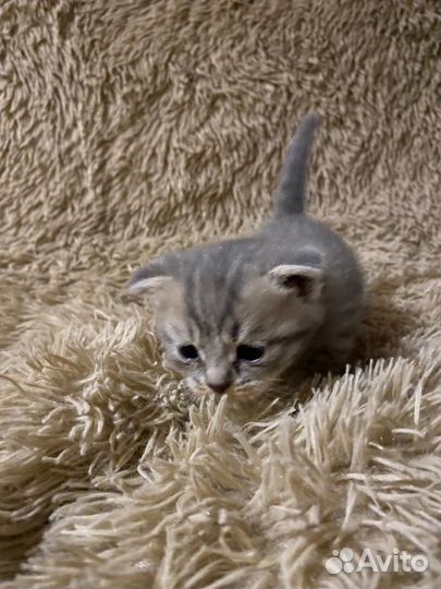Кошки