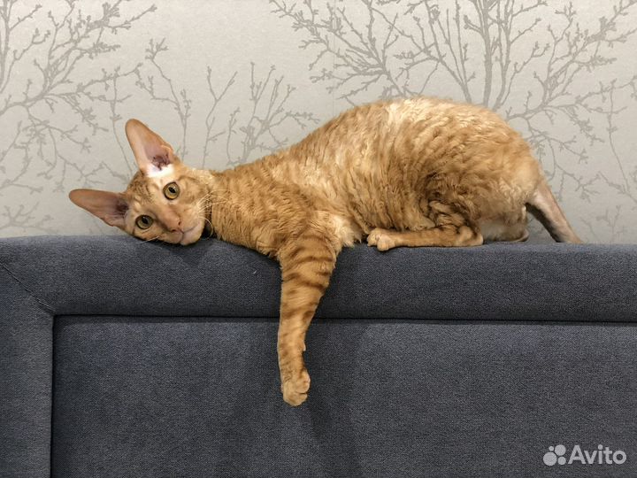 Корниш-рекс кот