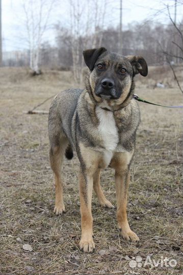 Добби в клетке - нужен новый дом