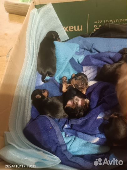 Йоркширский терьер щенки