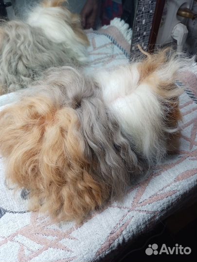 Морская свинка альпака мальчик