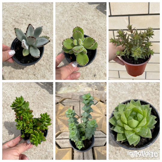 Суккуленты