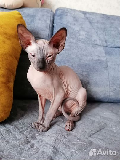 Сфинкс котенок