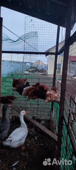 Куры несушки