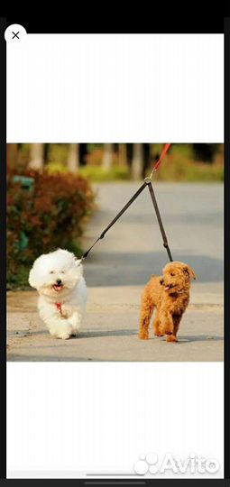 Выгул собак