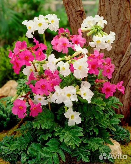 Инкарвиллея семена