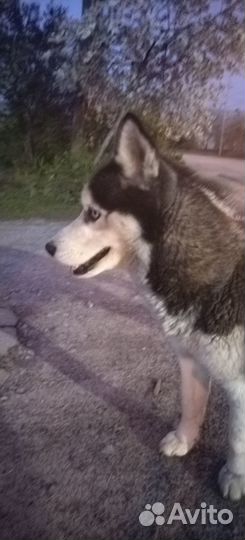 Хаски потерялась