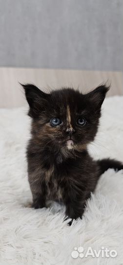 Котята мейн-кун